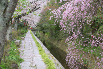 京都府,街道,哲学之道,水平画幅,星和园,樱花,无人,运河,日本,樱桃树