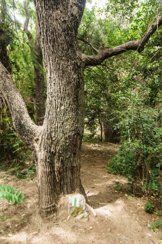 小溪,自然,垂直画幅,宁静,绿色,小的,山,西,斑点,城市生活