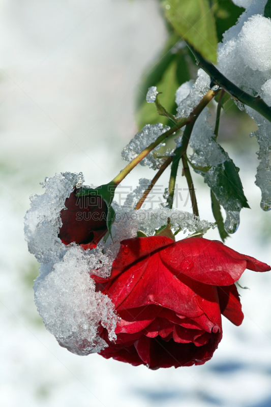 雪,玫瑰,红色,冰河时代,冻疮,阿莫高,垂直画幅,美,户外,冰晶