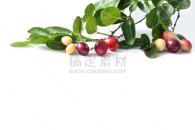 叶子,水果,白色背景,枝,分离着色,褐色,水平画幅,樱桃,荆棘,生食
