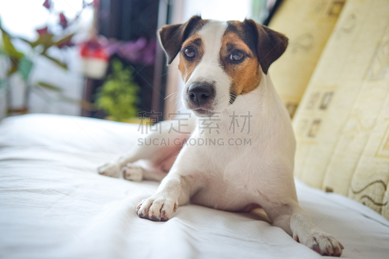 杰克拉瑟短腿犬,自然美,可爱的,纯种犬,梗犬,肖像,好奇心,狗,小的,玩具狗