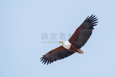 非洲鱼鹰,奥卡万戈三角洲,鹰爪,博茨瓦纳,天空,褐色,水平画幅,鸟类,动物身体部位,户外