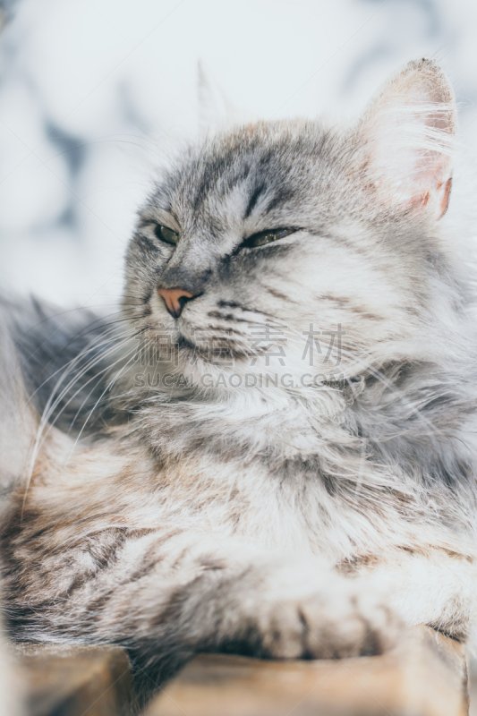 灰色,缅因库恩猫,可爱的,自然界的状态,肖像,哺乳纲,猫科动物,头发,动物,动物习性