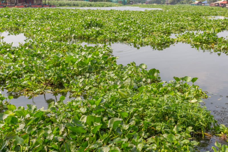 Water hyacinth floating in the river