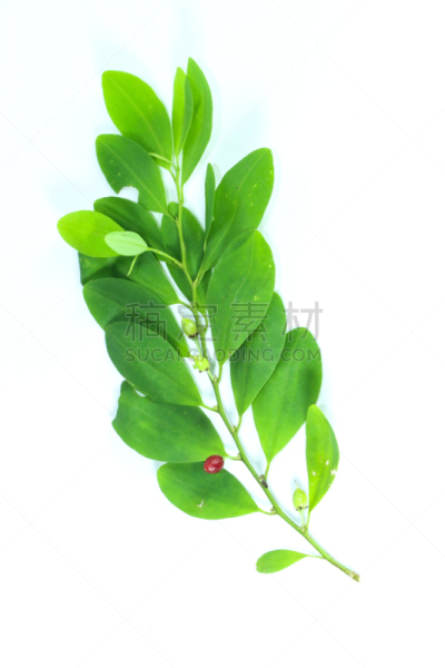 古柯属,古柯,特写,明亮,白色,绿色,纹理,巨大的,清新,南