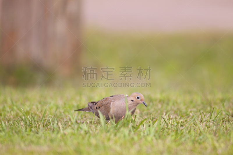 北美斑鸠,自然,美,野生动物,水平画幅,绿色,无人,鸟类,动物身体部位,野外动物