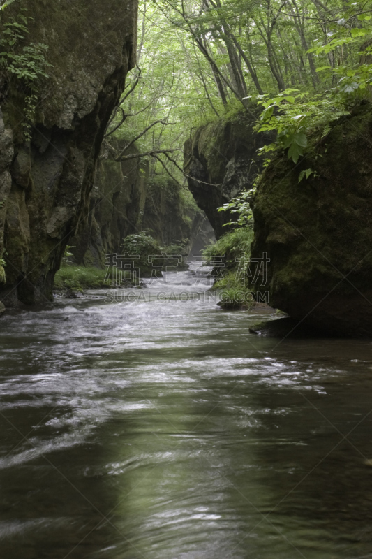 山谷,小溪,垂直画幅,水,无人,日本,夏天,户外,北海道,草