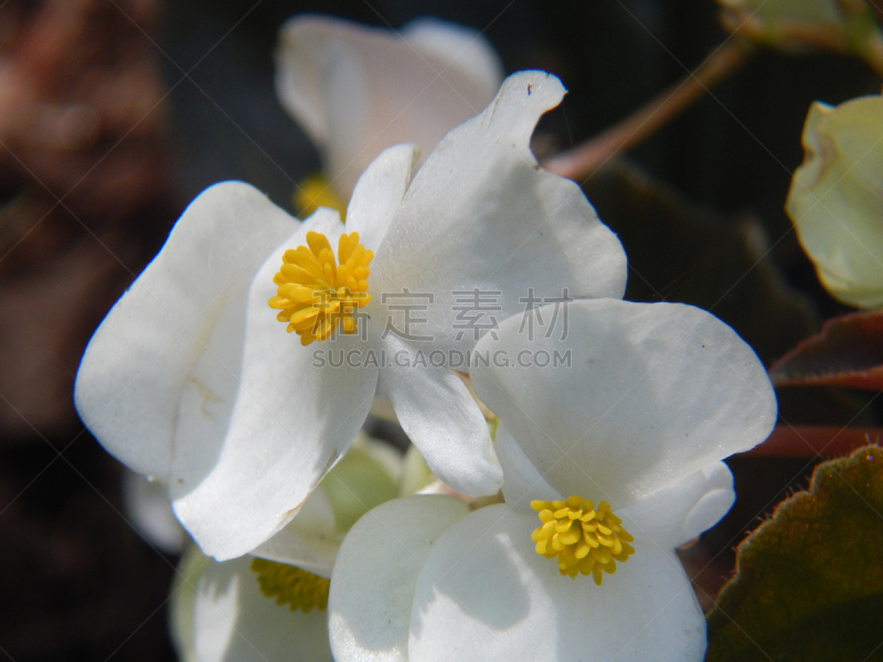 四季海棠,密歇根,自然,水平画幅,雄蕊,无人,夏天,特写,白色,植物