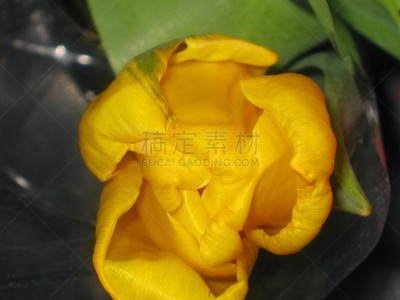 郁金香,粉色,视角,清新,浪漫,情人节卡,女人,春天,植物,背景