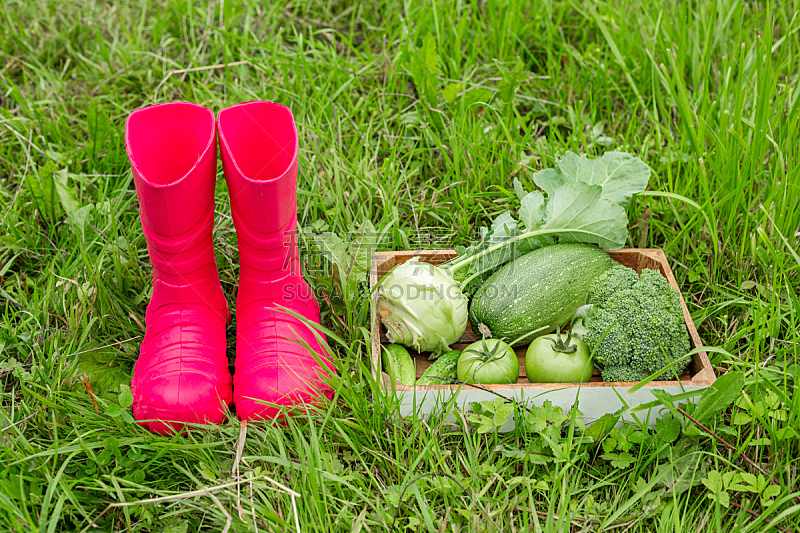 草 木制 红色 概念 健康食物 盒子 雨鞋 蔬菜叶 农业 胡瓜图片素材下载 稿定素材