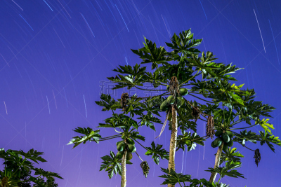 夜晚,木瓜,曼密苹果,彼得罗,水平画幅,水果,无人,星星,巴西,摄影