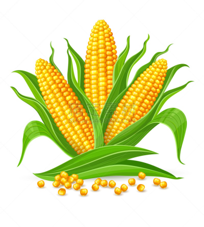 老玉米,绘画插图,矢量,分离着色,素食,蔬菜,背景分离,让路标志,食品,熟的