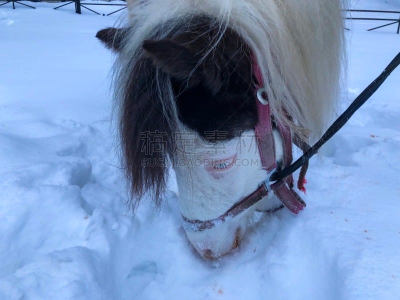 马,雪,乐趣,鞍马,有蹄哺乳动物,小马,马属,小的,动物,动物习性