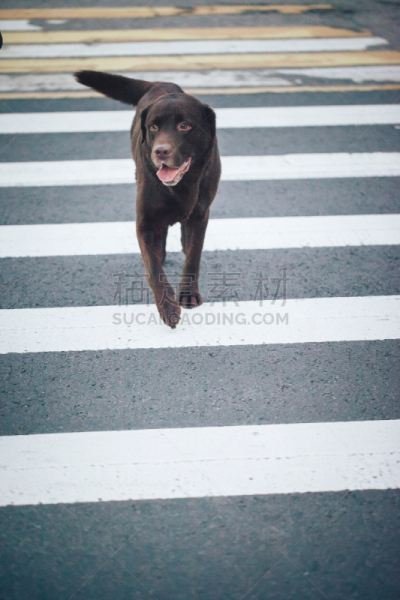 人行横道,路,狗,垂直画幅,褐色,brown dog tick,纯种犬,寻回犬,家畜,巧克力