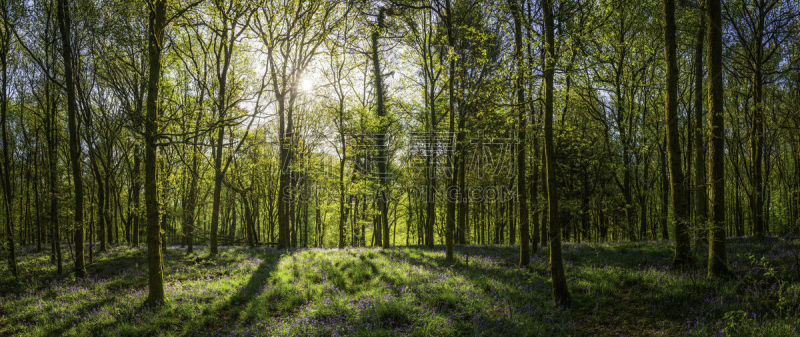 森林,林间空地,夏天,绿色,树林,全景,日光,野花,forest of dean,阴影对焦