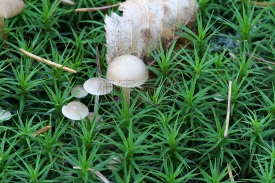 水平画幅,林区,无人,优美,苔藓,巨大的,早晨,夏天,户外,植物