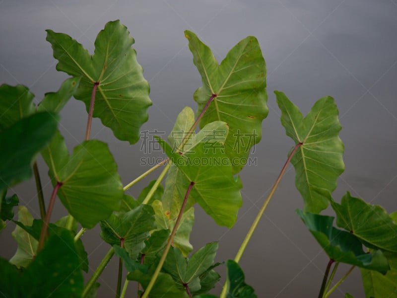 芋头,植物,季节,夏天,春天,明亮,黄色,绿色,式样,纹理