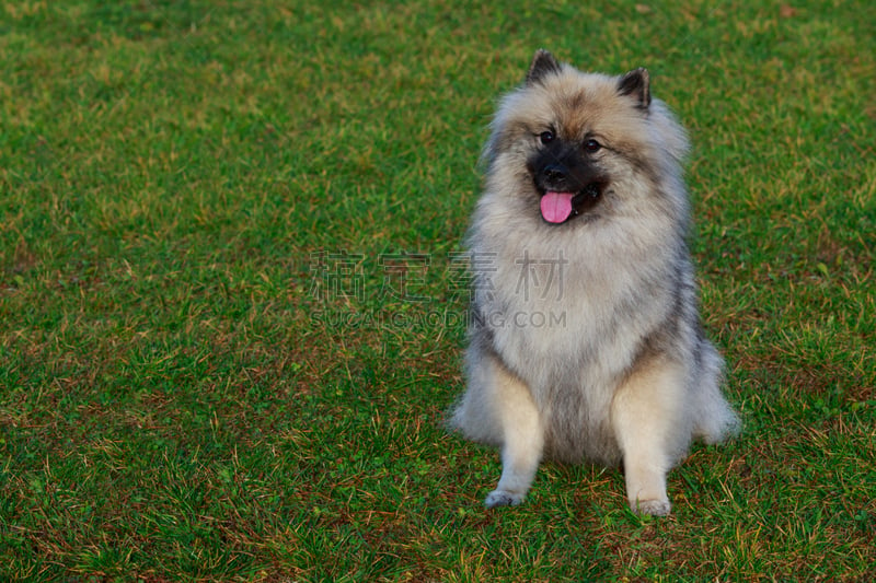 纯种犬,狗,凯斯犬,可爱的,华贵,肖像,长的,公园,哺乳纲,一只动物