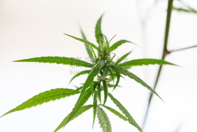 植物,接力赛,一年生植物,平衡折角灯,家庭,癌细胞,肉碎,香烟,休闲活动,水平画幅