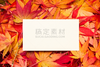 空白的,红色,纸,枫叶,边框,水平画幅,消息,无人,叶脉
