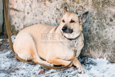 褐色,纯种犬,狗,特写,比例,寒冷,水平画幅,可爱的,家畜,雪