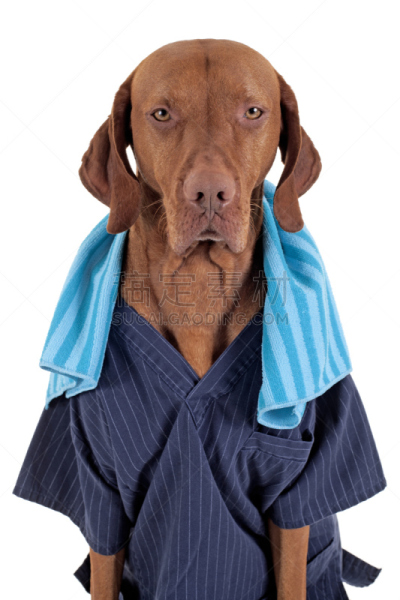 狗,垂直画幅,维希拉猎犬,纯种犬,蓝色,白色背景,制服,波音达猎犬,背景分离,悲哀