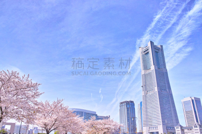 樱桃树,摩天大楼,建筑外部,横滨地标大厦,横滨高速铁路,吉野樱花,横滨,四季,水平画幅,樱花