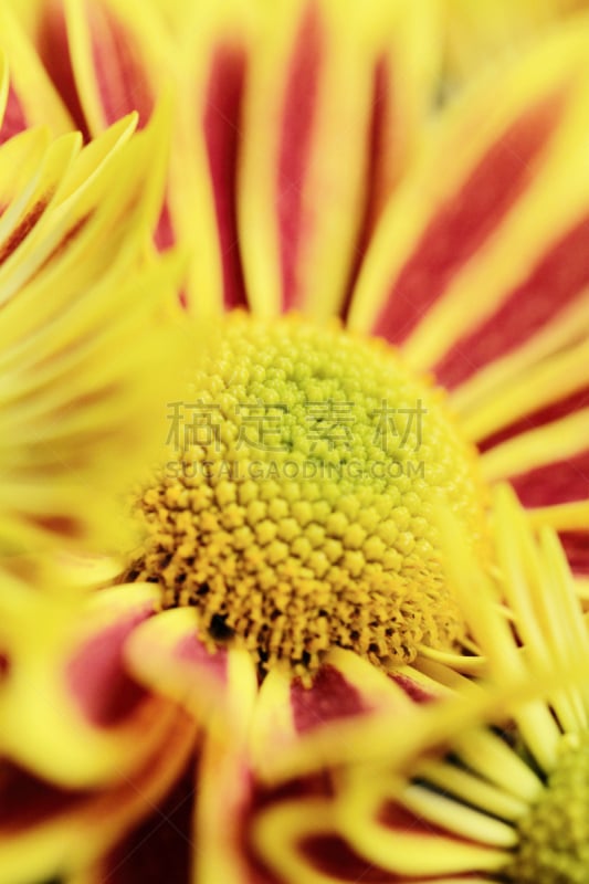 红色,黄色,菊花,自然,垂直画幅,无人,色彩鲜艳,夏天,特写,自然美