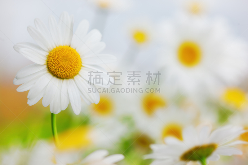 甘菊,美,水平画幅,无人,草坪,夏天,户外,草,特写