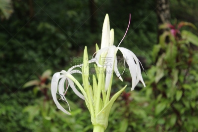 自然美,特写,百合花,有毒生物体,活力,清新,背景分离,橙色,仅一朵花,火红色百合