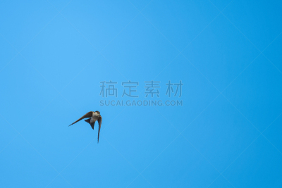 迅速,野生动物门,动物主题,自由,风,野生动物,云,翅膀,一只动物,自然美