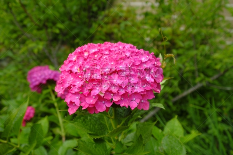 片山,八仙花属,京都府,日本,美,京都市,雨,水平画幅,无人,夏天