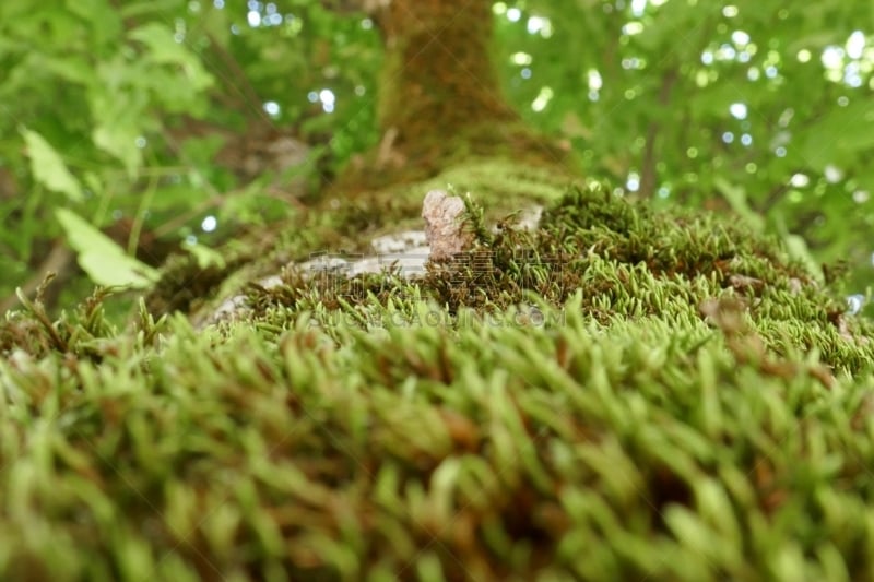 It’s a macro of lichen on a tree in the vercors , a region in France