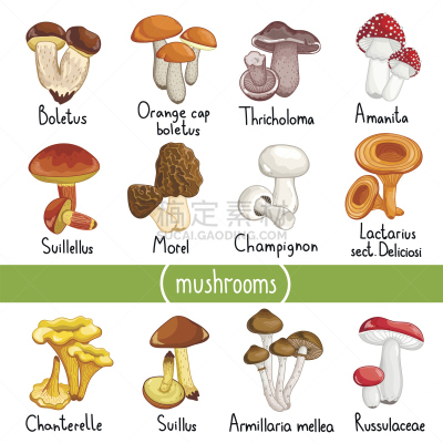 蘑菇,绘画插图,矢量,反差,字体,羊肚菌,伞形毒菌,食用菌,鸡油菌,牛肝菌