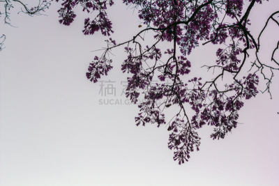 天空,枝,美,水平画幅,无人,夏天,户外,葡萄牙,明亮,植物