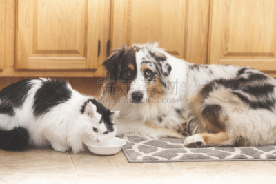 食品,狗,猫,可爱的,纯种犬,加拿大,动物,犬科的,厨房,宠物食盘