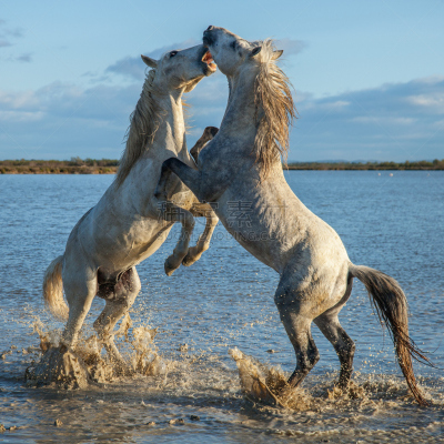 水,户外,camargue horse,方形画幅,哺乳纲,后腿站立,动物,马,种马,沼泽