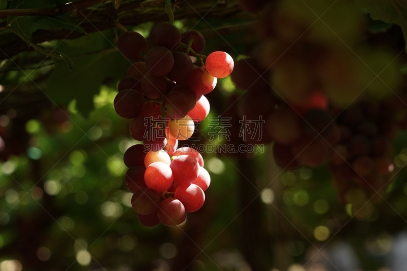 越南,葡萄,菜园,藩朗,乡村,农业,自然,有机食品,红色,季节