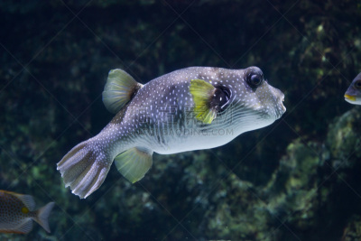 河豚,斑点,白色,白点河豚,刺河豚,鳍刺类鱼,indopacific ocean,红海,水,水平画幅