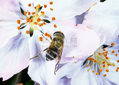 野外动物,蚜虫,两翼昆虫,自然,水平画幅,无人,户外,水滴,田地,蜂蜜