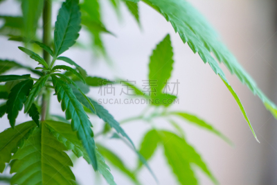 植物,锅,围墙,白色,特写,室内,农业,健康保健,替代医药,自然