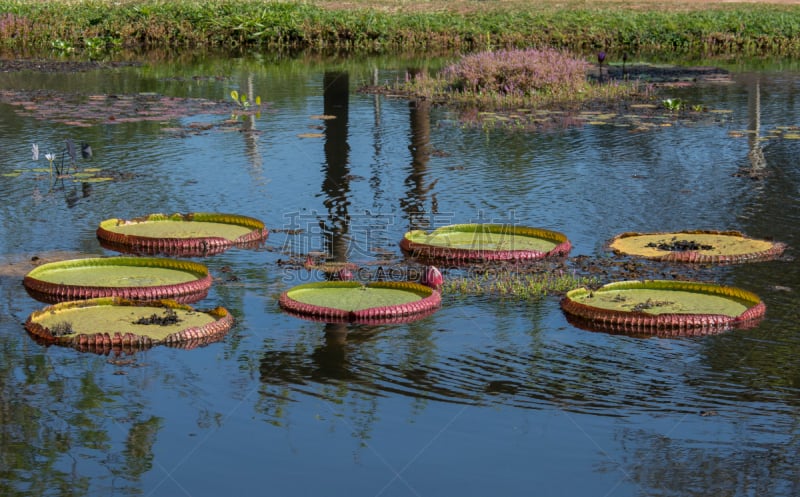 Giant water lilies - Vitoria-régia or Aguapé