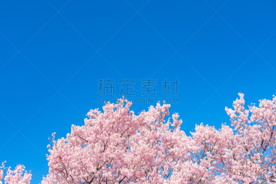 樱花,日本,东京,泉,鸟类,樱之花,海洋,在下面,表现积极,职业