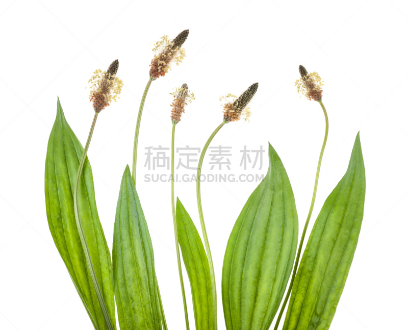 鹿角卢考特角,车前草树,芭蕉,自然,水平画幅,无人,健康保健,英格兰,仅一朵花,草药