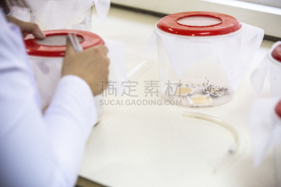 植物,实验室,农业,蔬菜,显微镜,健康保健,化学,科技,癌症,科学实验