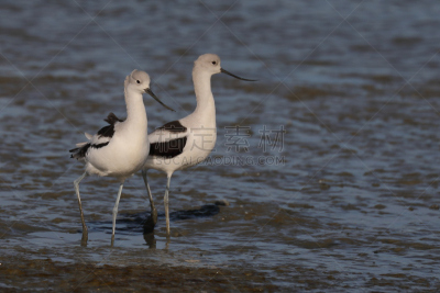 反嘴鹬,两只动物,海滩,图像,baylands preserve,加利福尼亚,海洋,动物家庭,太平洋,帕洛阿图