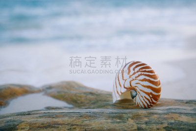 鹦鹉螺,沙子,海滩,海洋,波浪,白色,气候,水平画幅,无人,夏天