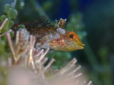 黄色,neon triplefin,选择对焦,水,水平画幅,整体情况,动物学,厄尔巴岛,水下,动物习性