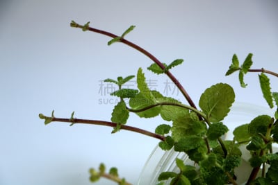 草本,蜜蜂花,饮料,绿薄荷,茶,蔬菜,健康保健,薄荷醇,清新,胡椒薄荷