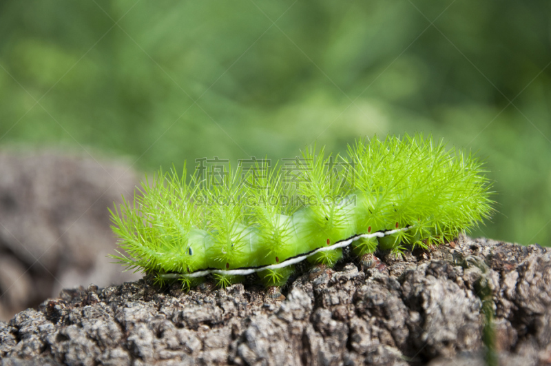 危险,毛虫,草原,水平画幅,绿色,蛆,摄影,步行,爬,改变